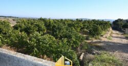 COUNTRY HOUSE WITH ORANGE TREES