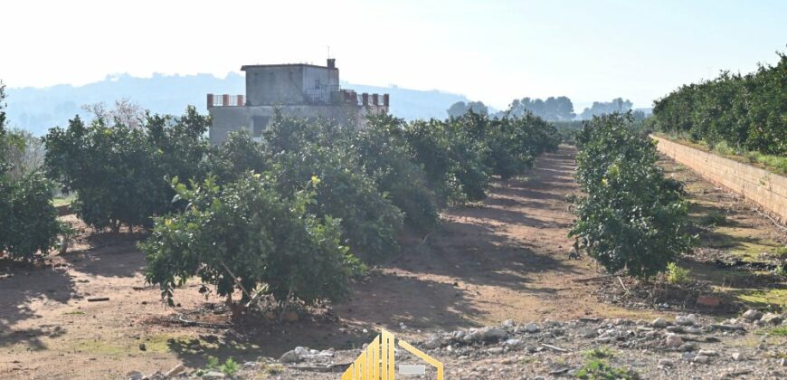 COUNTRY HOUSE WITH ORANGE TREES