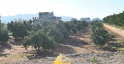 COUNTRY HOUSE WITH ORANGE TREES